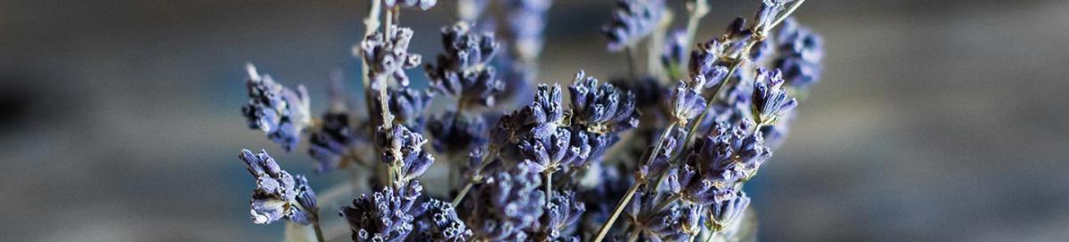 Fitoterapia em Vinhedo